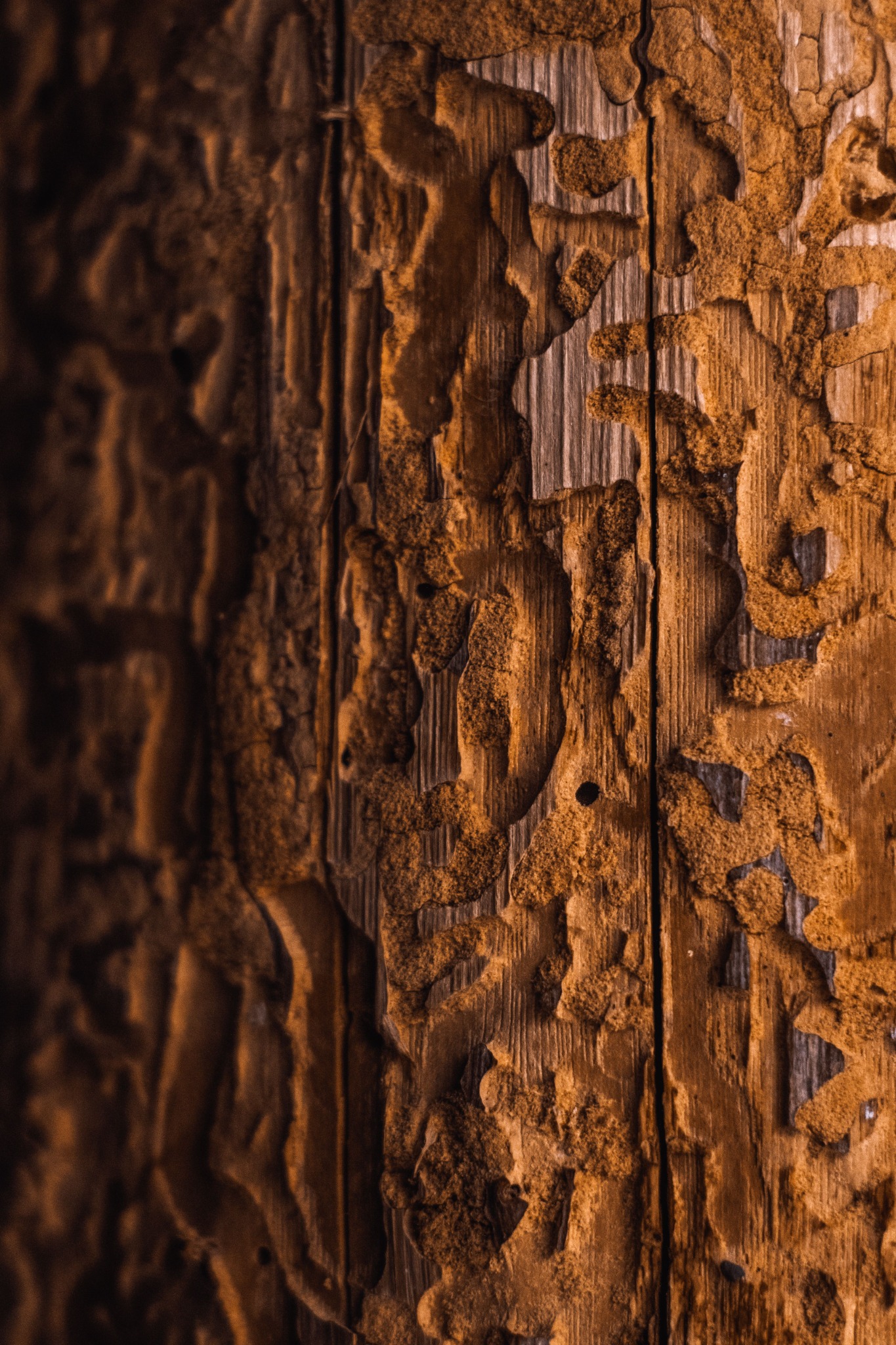 Photo illustrant le diagnostic termites